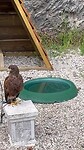 De vogels