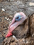IMG_2592