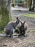 IMG_2594