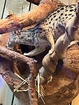 IMG_2622