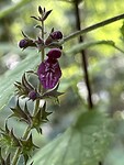 IMG_2740