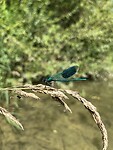 IMG_2838