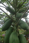 DSC07010