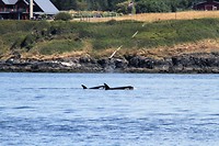 IMG_4141