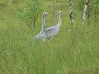 2 jonge kraanvogels