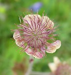 Mooie bloemetjes