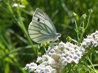 Wollig vlindertje langs de weg