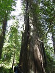 ancient tree
