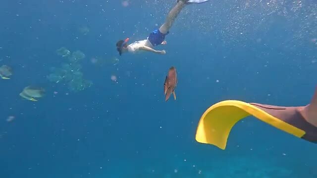snorkelen