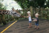 Singapore Zoo - Giraffen voeren