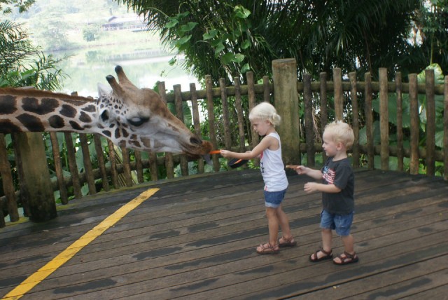 Singapore Zoo - Giraffen voeren