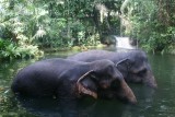 Singapore Zoo - Olifanten gaan in bad