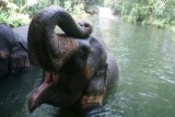 Singapore Zoo - Olifanten gaan in bad