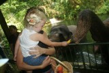 Singapore Zoo - Olifanten voeren