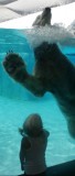 Singapore Zoo