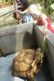 Chinese and Japanese Gardens - Schildpadmuseum