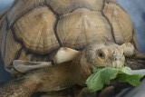 Chinese and Japanese Gardens - Schildpadmuseum