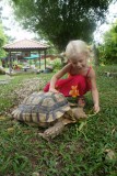 Chinese and Japanese Gardens - Schildpadmuseum