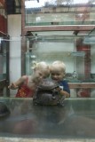 Chinese and Japanese Gardens - Schildpadmuseum