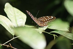 Bukit Timah Reserve