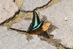 Bukit Timah Reserve