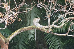 Bukit Timah Reserve