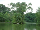 Botanic Gardens - Swanlake