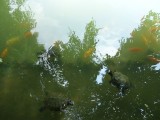 Botanic Gardens