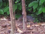 Botanic Gardens - Monitor Lizard