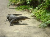Botanic Gardens - Monitor Lizard
