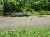 Botanic Gardens - Monitor Lizard