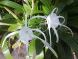 Botanic Gardens