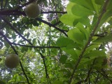 Botanic Gardens