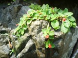 Botanic Gardens