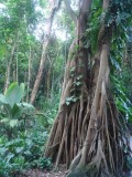 Botanic Gardens