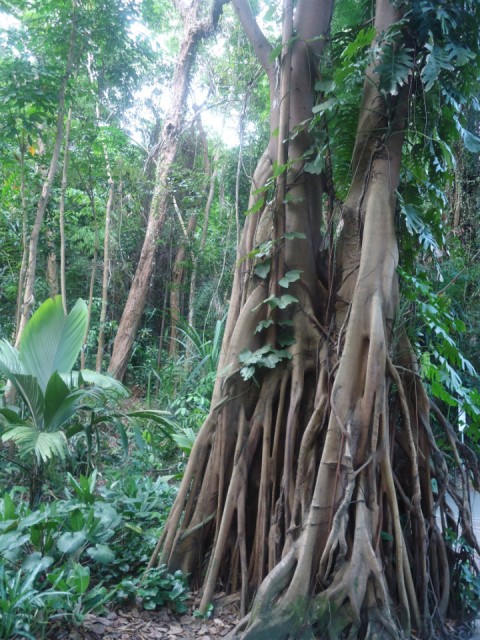 Botanic Gardens