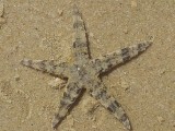 Sentosa - Siloso Beach