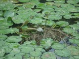 Botanic Gardens
