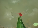 Botanic Gardens