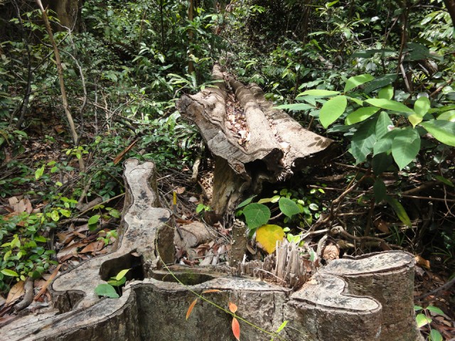 Bukit Timah Reserve