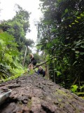 Bukit Timah Reserve
