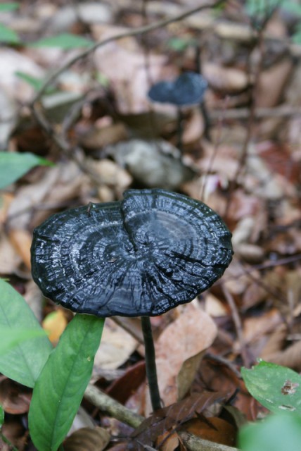 Bukit Timah Reserve