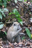 Bukit Timah Reserve