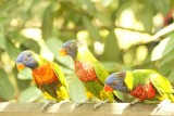 Jurong Bird Park