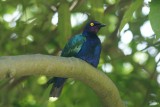 Jurong Bird Park