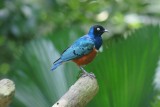 Jurong Bird Park