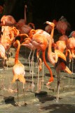 Jurong Bird Park
