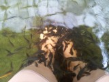 Schoolreisje Lena - Fish spa