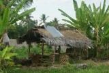 Kalibukbuk - Balinese Sapi