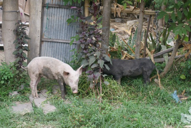 Kalibukbuk - Wilde straat dieren; varkens, kippen, honden en katten